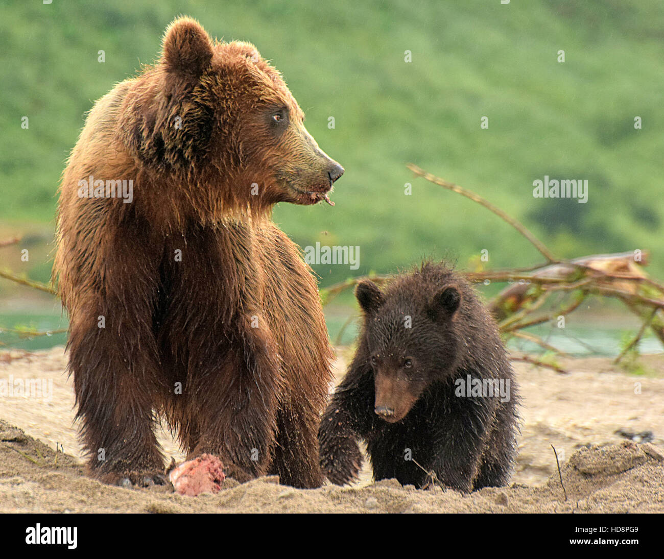 La péninsule du Kamtchatka en Russie Banque D'Images