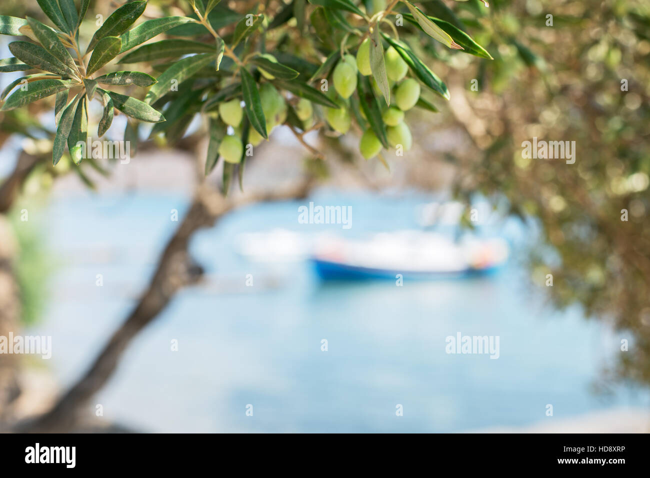 Branche de l'arbre d'olive avec des baies sur elle. Libre. Banque D'Images