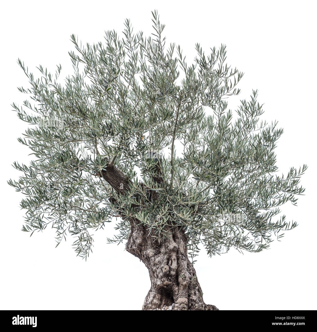 Olivier. Objet isolé. Banque D'Images