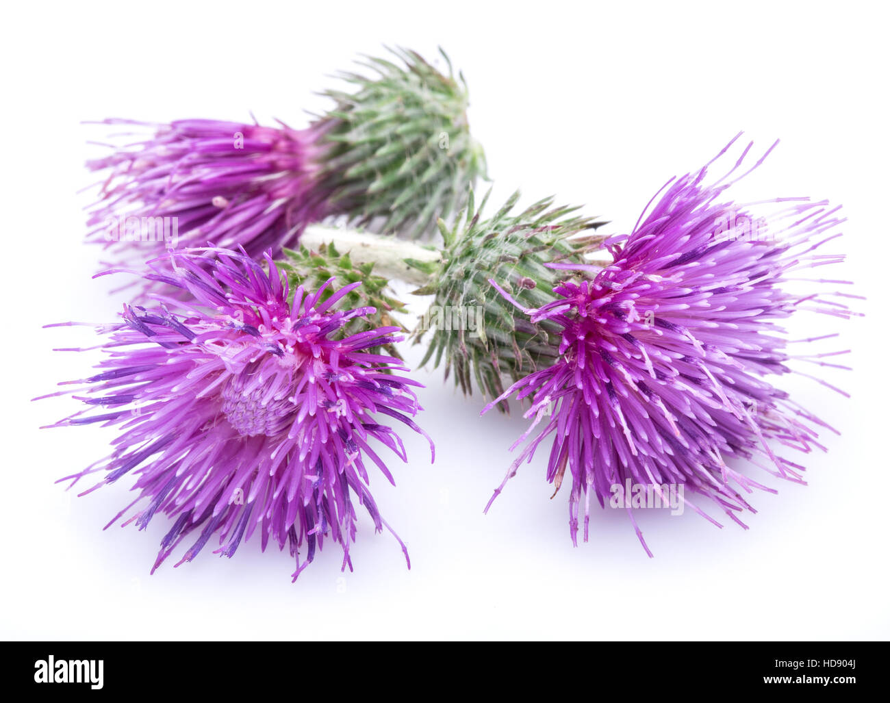 Le chardon-Marie (Silybum) fleurs isolé sur le fond blanc. Banque D'Images