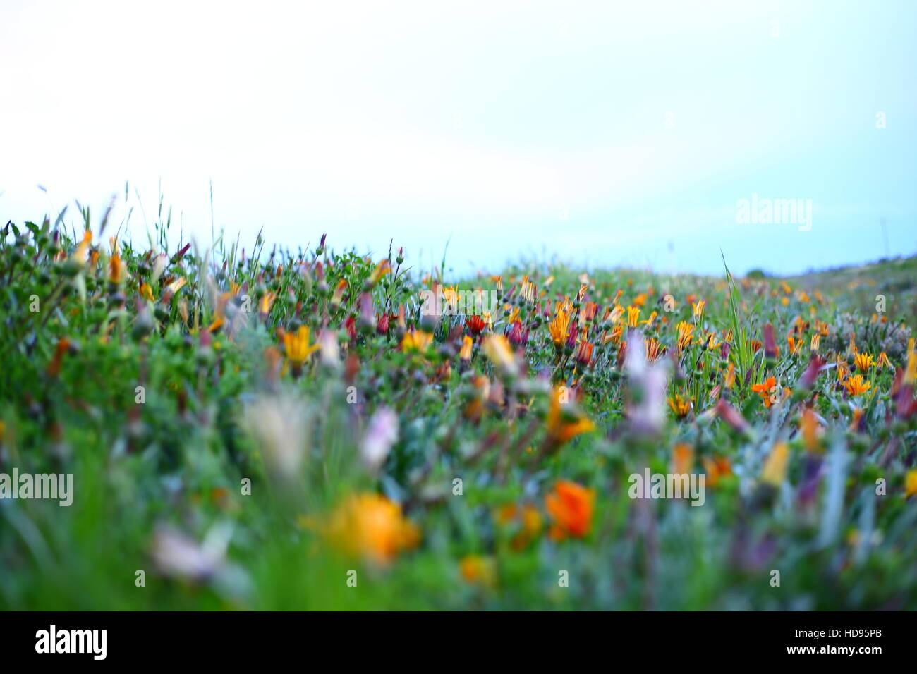 Fleurs sauvages des terres agricoles de l'Australie Banque D'Images