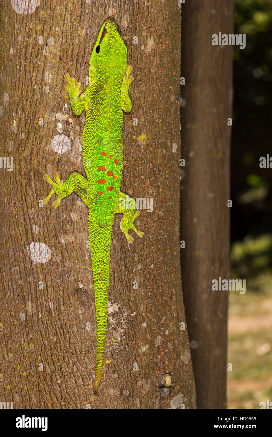 Gecko géant de Madagascar (Phelsuma madagascariensis jour grandis), Madagascar Banque D'Images