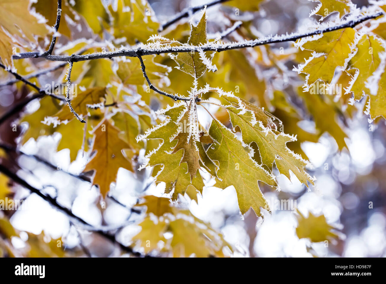 Automne feuilles d'érable congelé sur la branche couverte de givre Banque D'Images