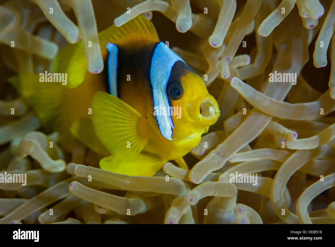Poisson clown de mer rouge amphiprion bicinctus Banque de photographies et d’images à haute