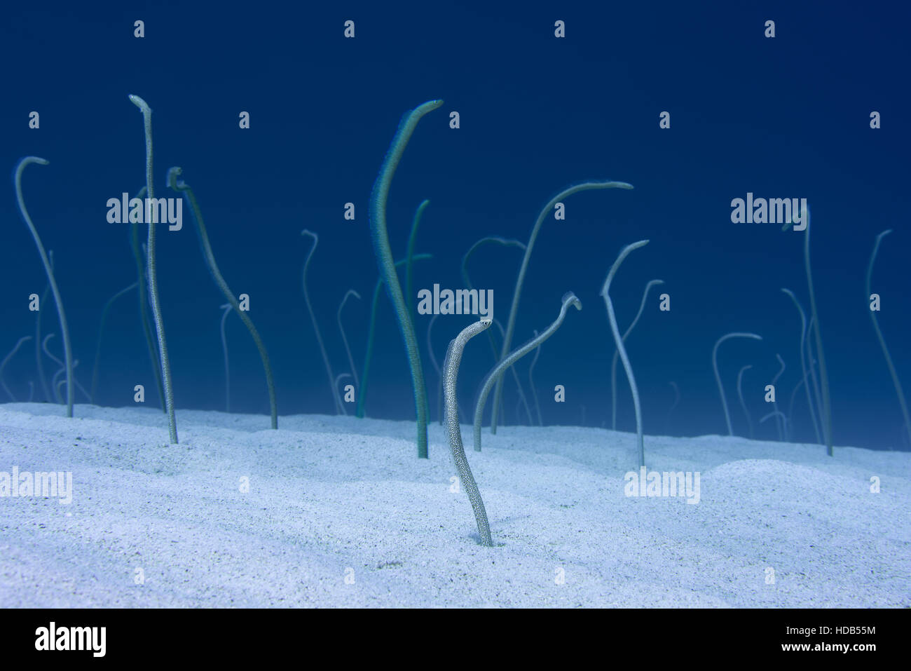 Groupe d'anguilles jardin de la mer Rouge, jardin de l'Indo-Pacifique ou anguille anguille Jardin repéré (Gorgasia sillneri) se nourrissent de plancton flotter par eux incliné vers l'extérieur de la s Banque D'Images