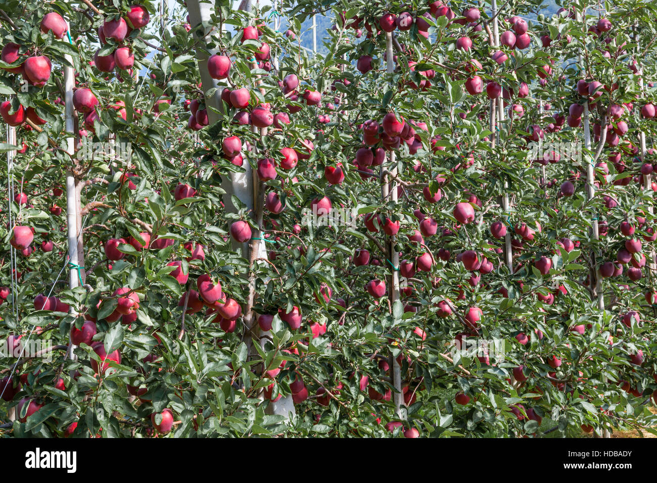 Verger de la ferme fruitière de Girlan au Tyrol du Sud, Italie. Banque D'Images