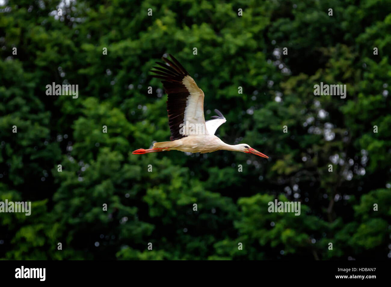 Cigogne blanche européenne, ciconia, battant en face d'arbres Banque D'Images