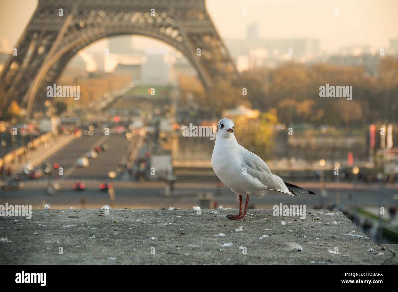 Mouette en face de la Tour Eiffel à Paris, France Banque D'Images