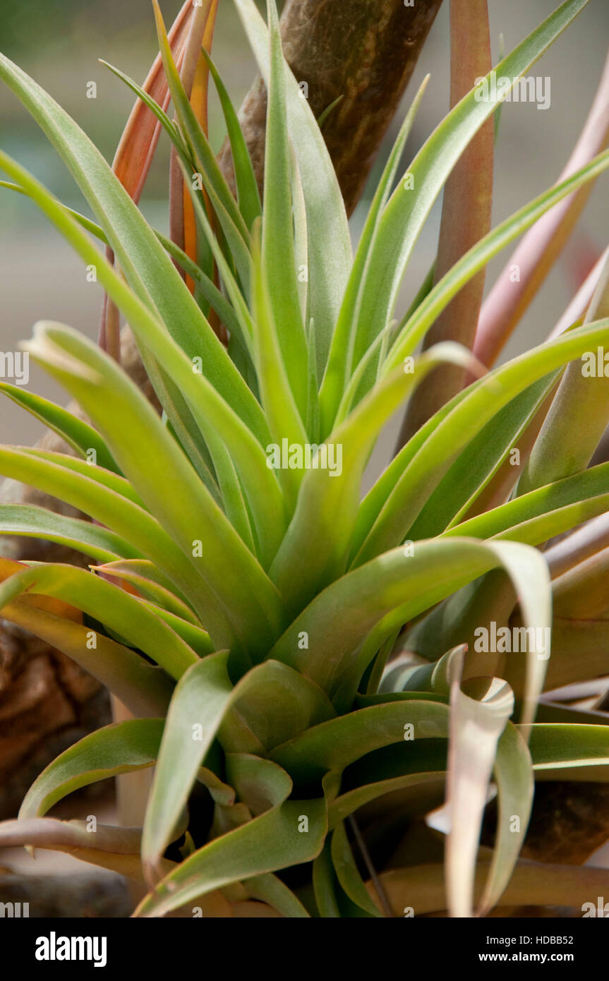 Epiphyte, jardins botaniques du sud du Texas, Texas Banque D'Images