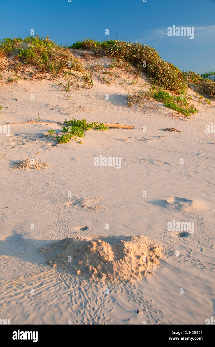 Malaquite Beach dune, Padre Island National Seashore, Texas Banque D'Images