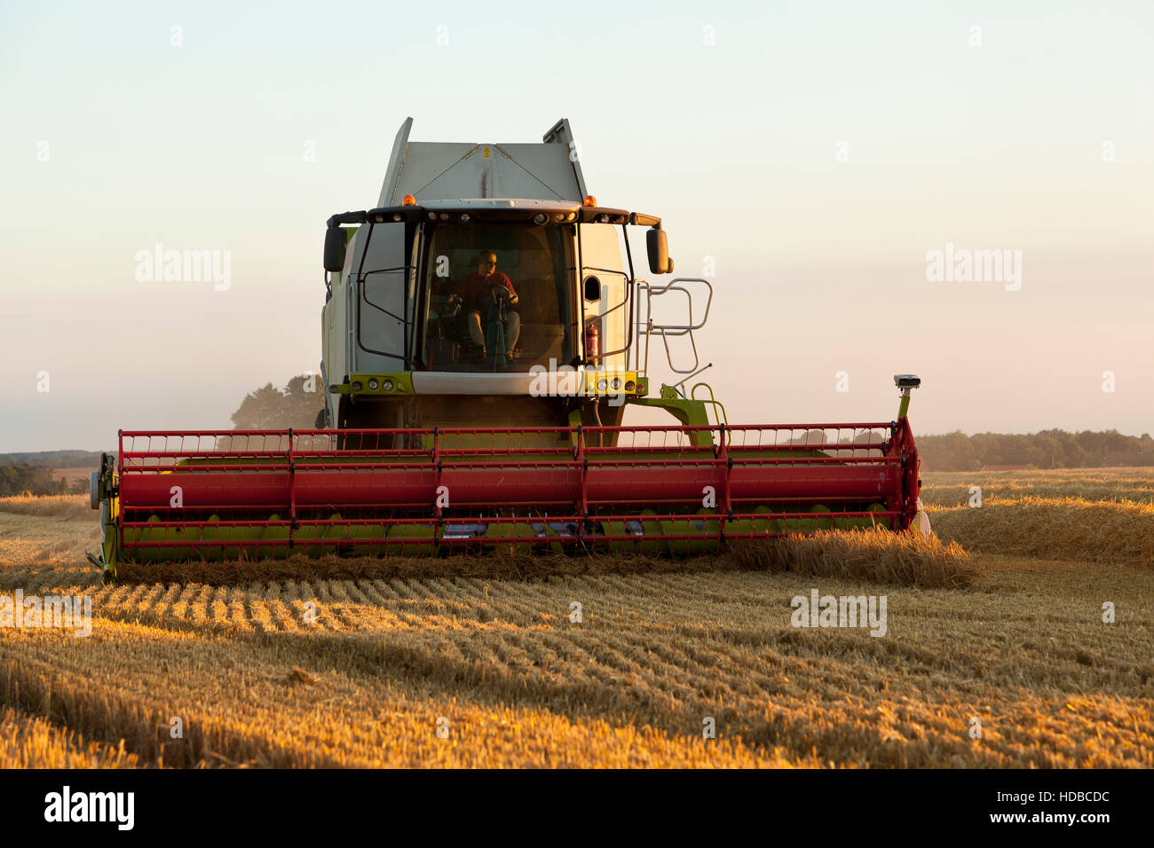 Une récolteuse maïs coupe combinée Banque D'Images