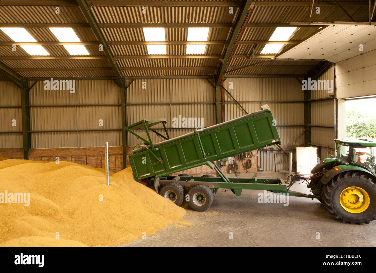 Un basculement de remorque agricole de maïs dans une grange de stockage Banque D'Images