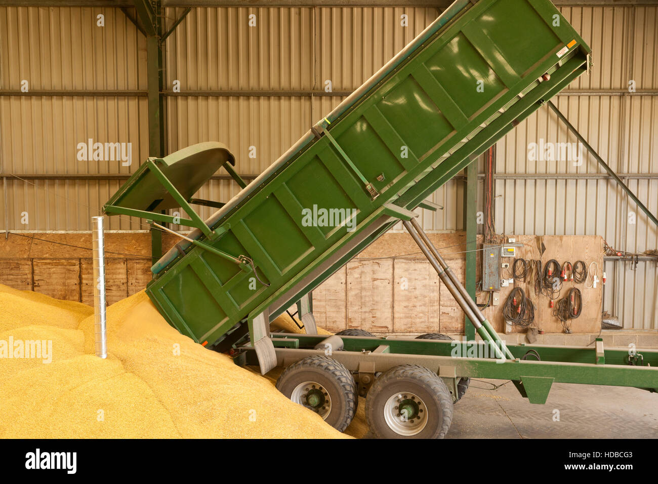 Un basculement de remorque agricole de maïs dans une grange de stockage Banque D'Images