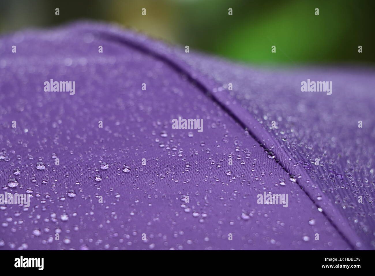Gouttes gouttelettes d'eau sur un parapluie violet un jour de pluie au zoo de Miami en Floride. USA Banque D'Images