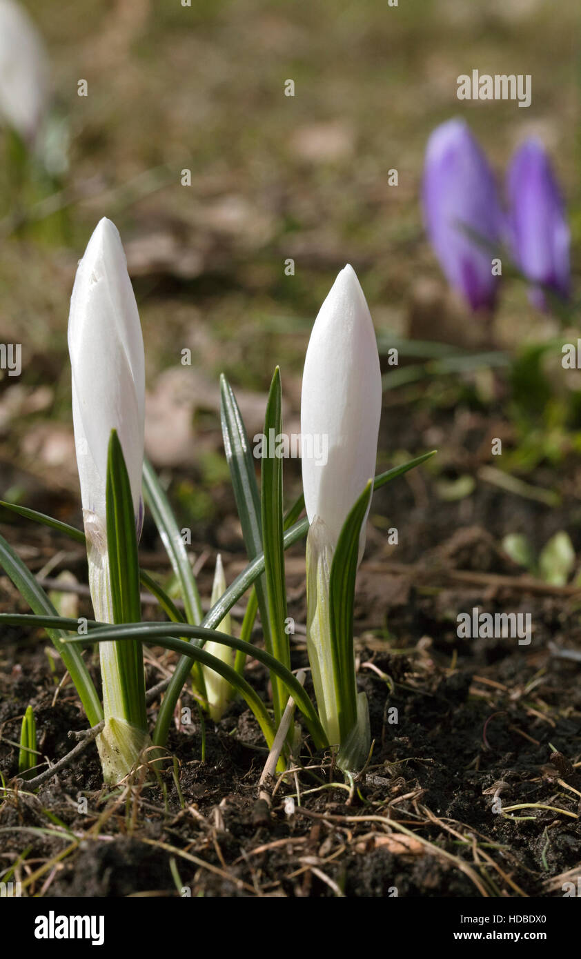 Fleurs crocus douce sur une journée de printemps ensoleillée Banque D'Images