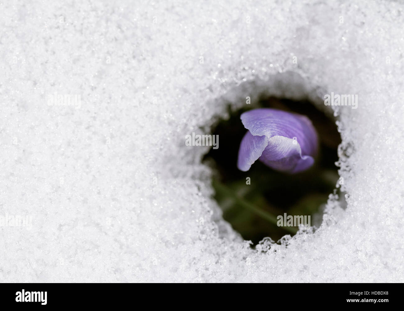 Une nouvelle fleur de crocus dans la neige Banque D'Images