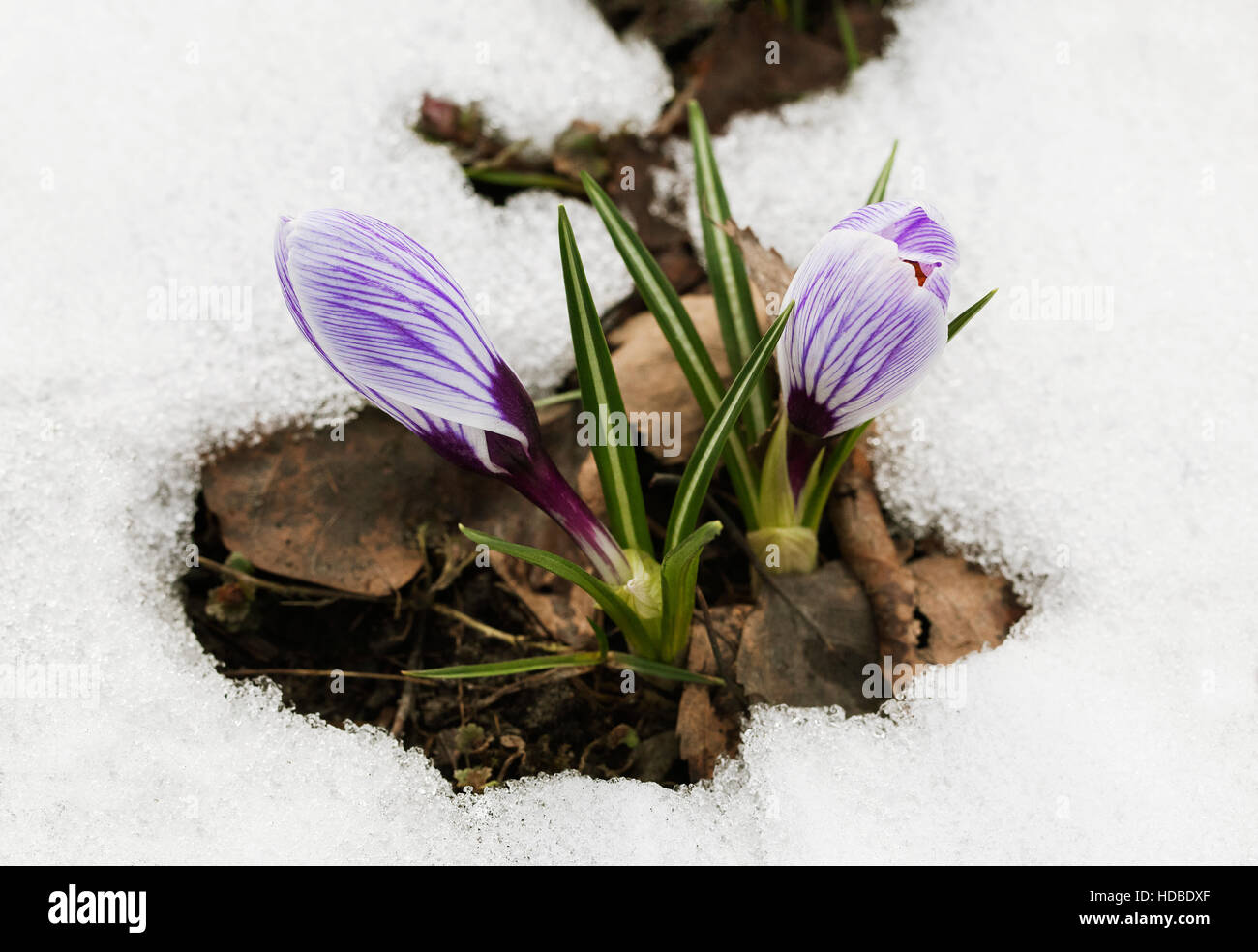 Une nouvelle fleur de crocus dans la neige Banque D'Images