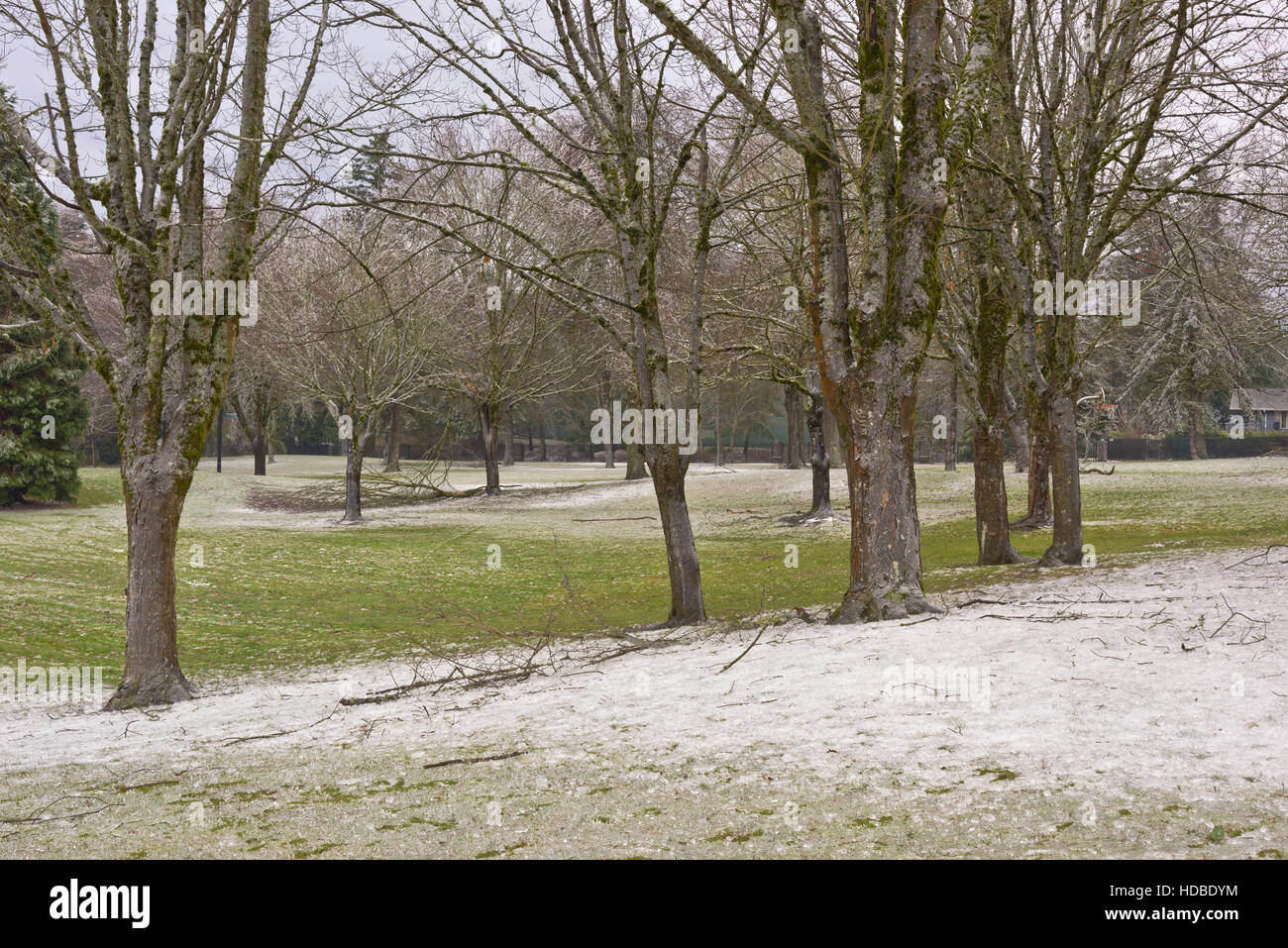 Paysage gelé et la mousse des arbres dans un parc public de l'Oregon. Banque D'Images