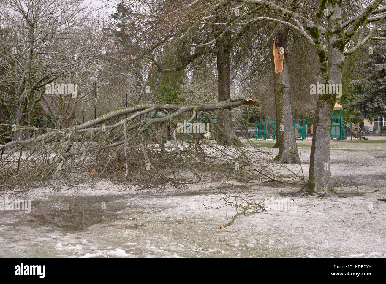 Dommages causés par la tempête de glace épaisse branche d'arbre cassée parc public de l'Oregon. Banque D'Images