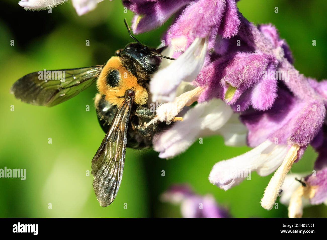 Un grand bourdon assis sur un jardin de fleurs. Banque D'Images