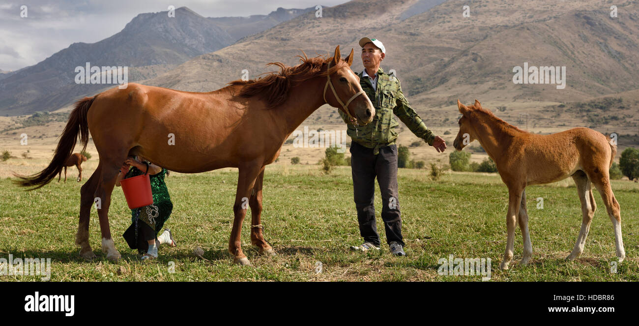 Man holding kazakh poulain loin de mare en soins infirmiers être traite par aksu zhabagly épouse en Kazakhstan Banque D'Images