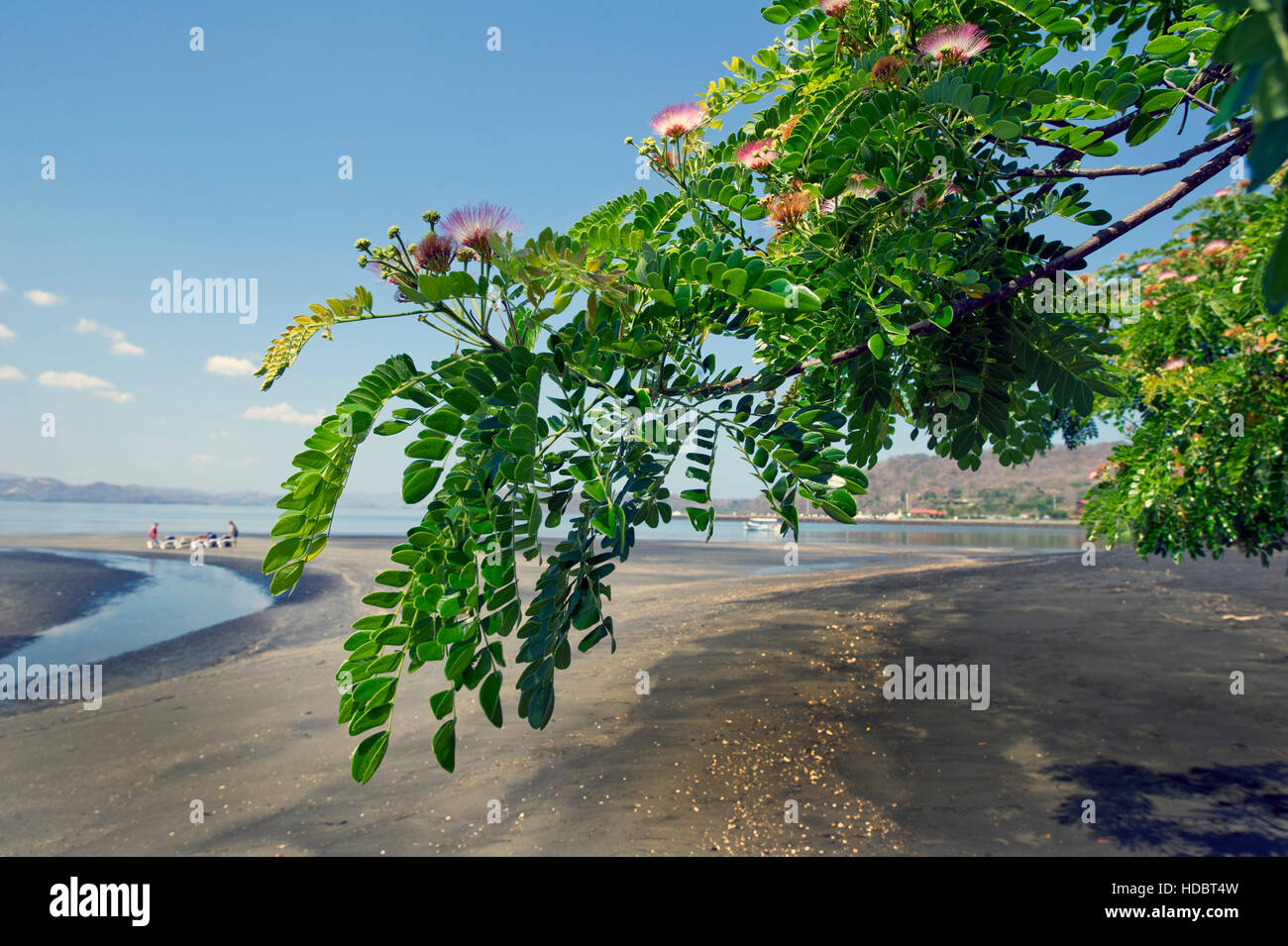 Branche Dacacia Albizzia Julibrissin Avec Des Fleurs