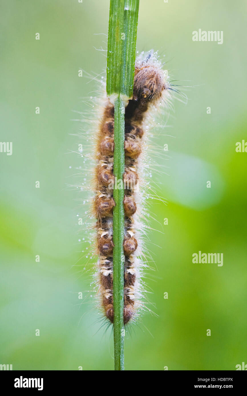 Euthrix potatoria (buveur), Papillon chenille Banque D'Images