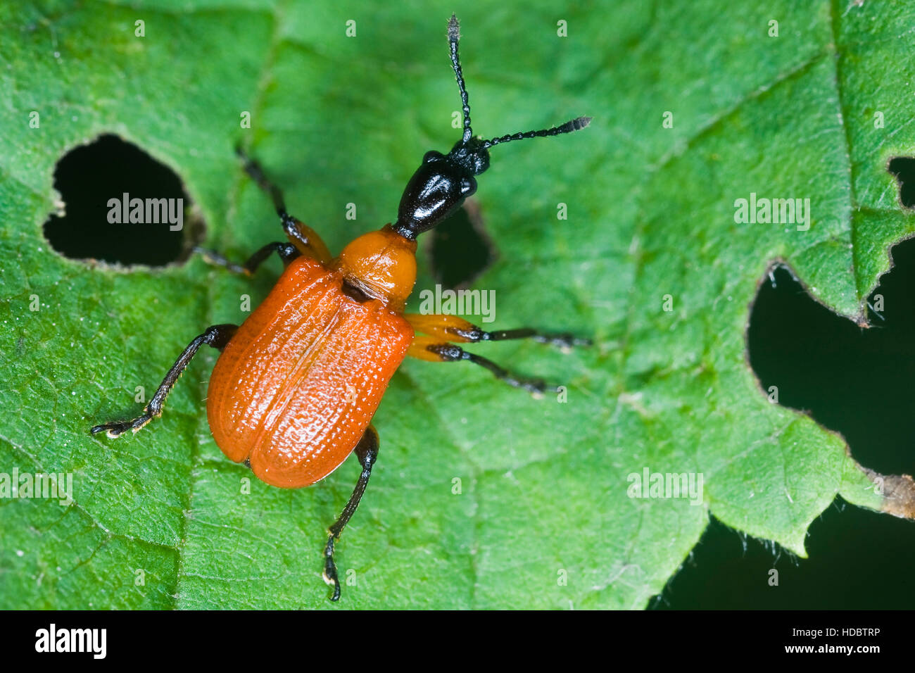 Hazel (Apoderus coryli) sur une feuille Banque D'Images