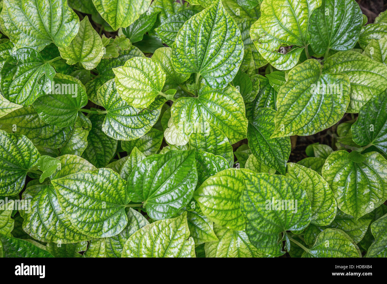 Fermer l'accent sur frais vert feuille de bétel croître sur marbre Banque D'Images