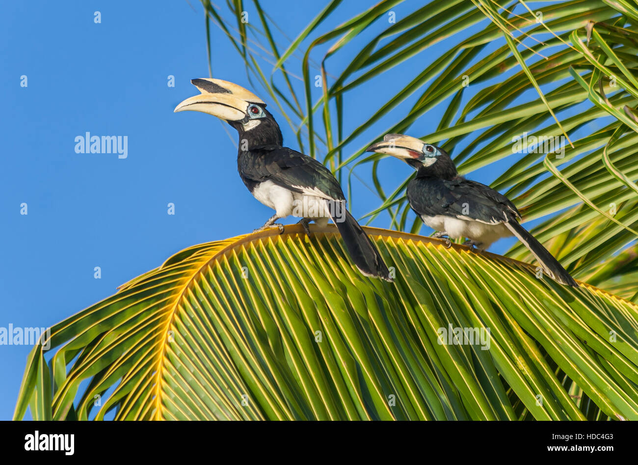 Deux calaos malais assis sur un palmier Banque D'Images