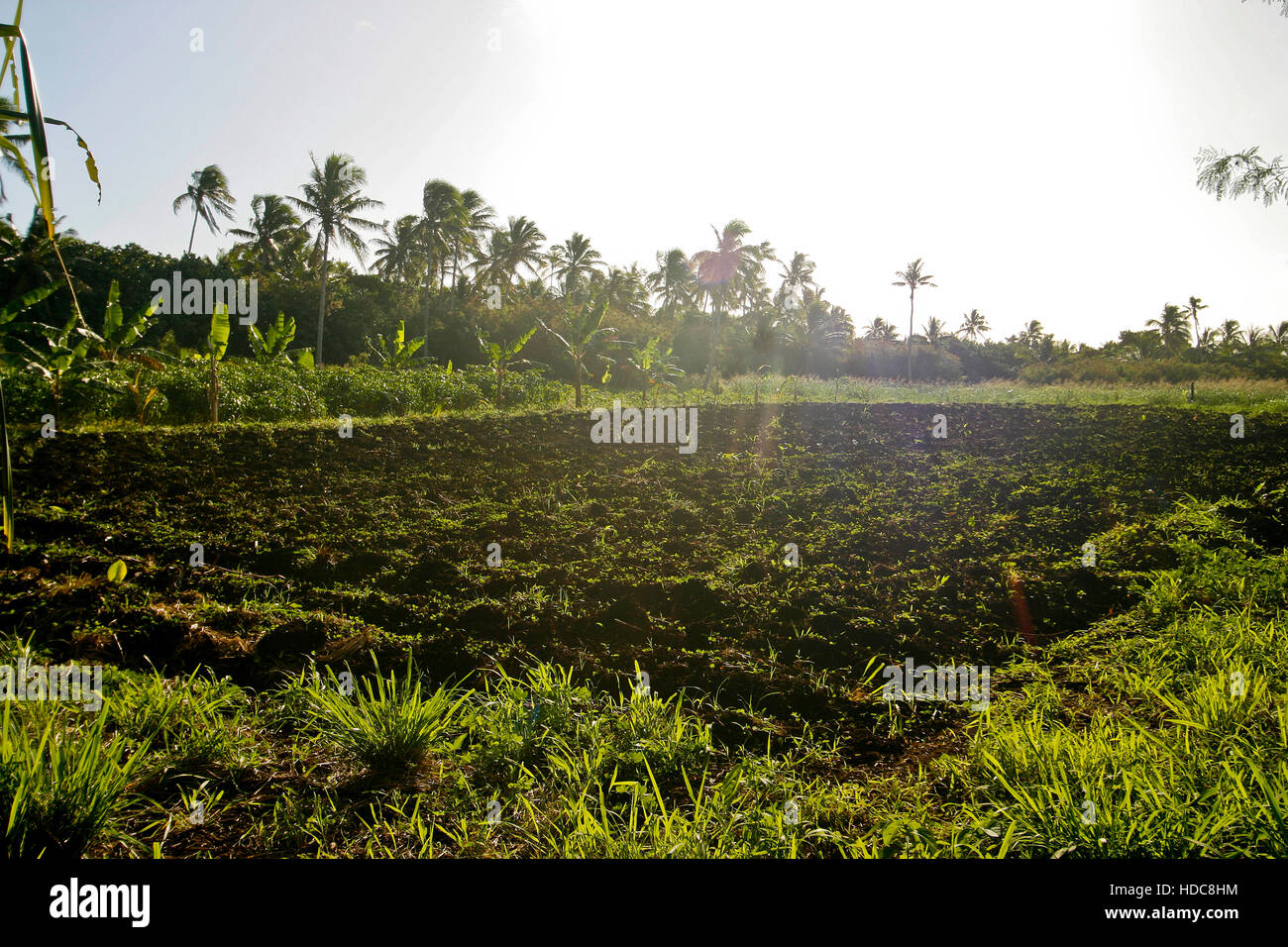 L'île de Lifuka agriculture. Les îles Ha'apai. Tonga. Polynésie française Banque D'Images