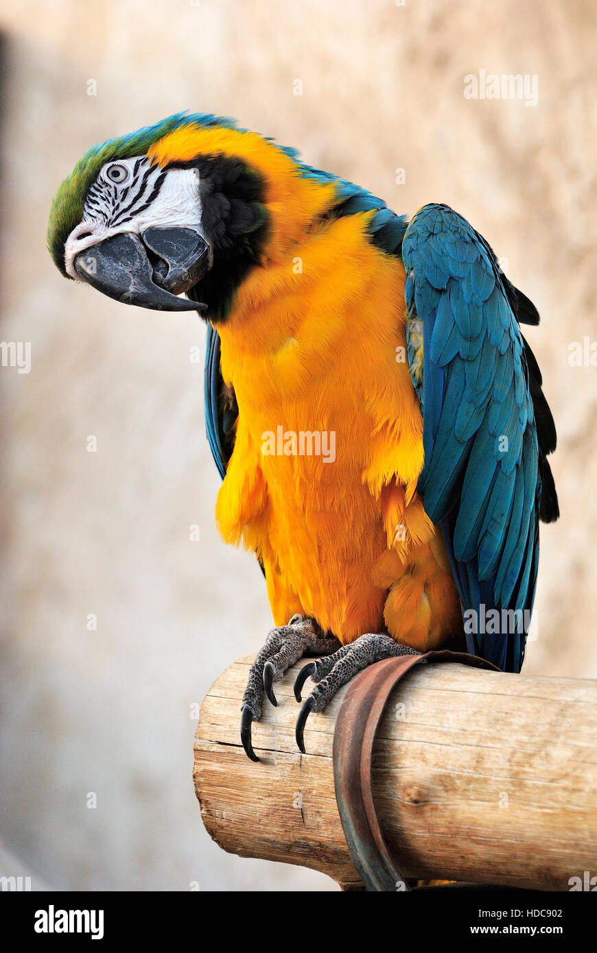 Ara bleu et jaune (Ara ararauna) au souk d'oiseaux à Doha, Qatar. Banque D'Images