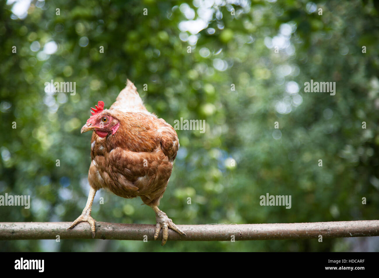 Les jeunes poulettes rouge hen Banque D'Images