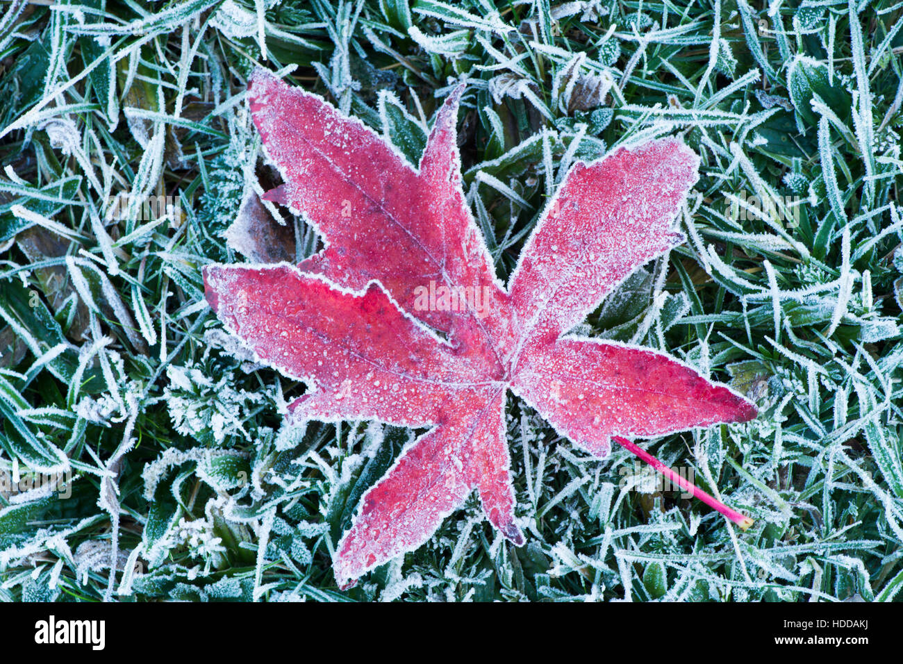 Liquidambar styraciflua leaf en gel. Novembre, Sussex, UK Banque D'Images