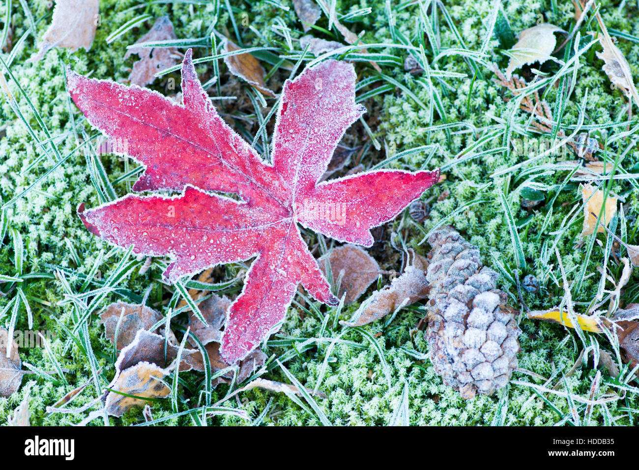 Liquidambar styraciflua leaf en gel. Novembre, Sussex, UK Banque D'Images