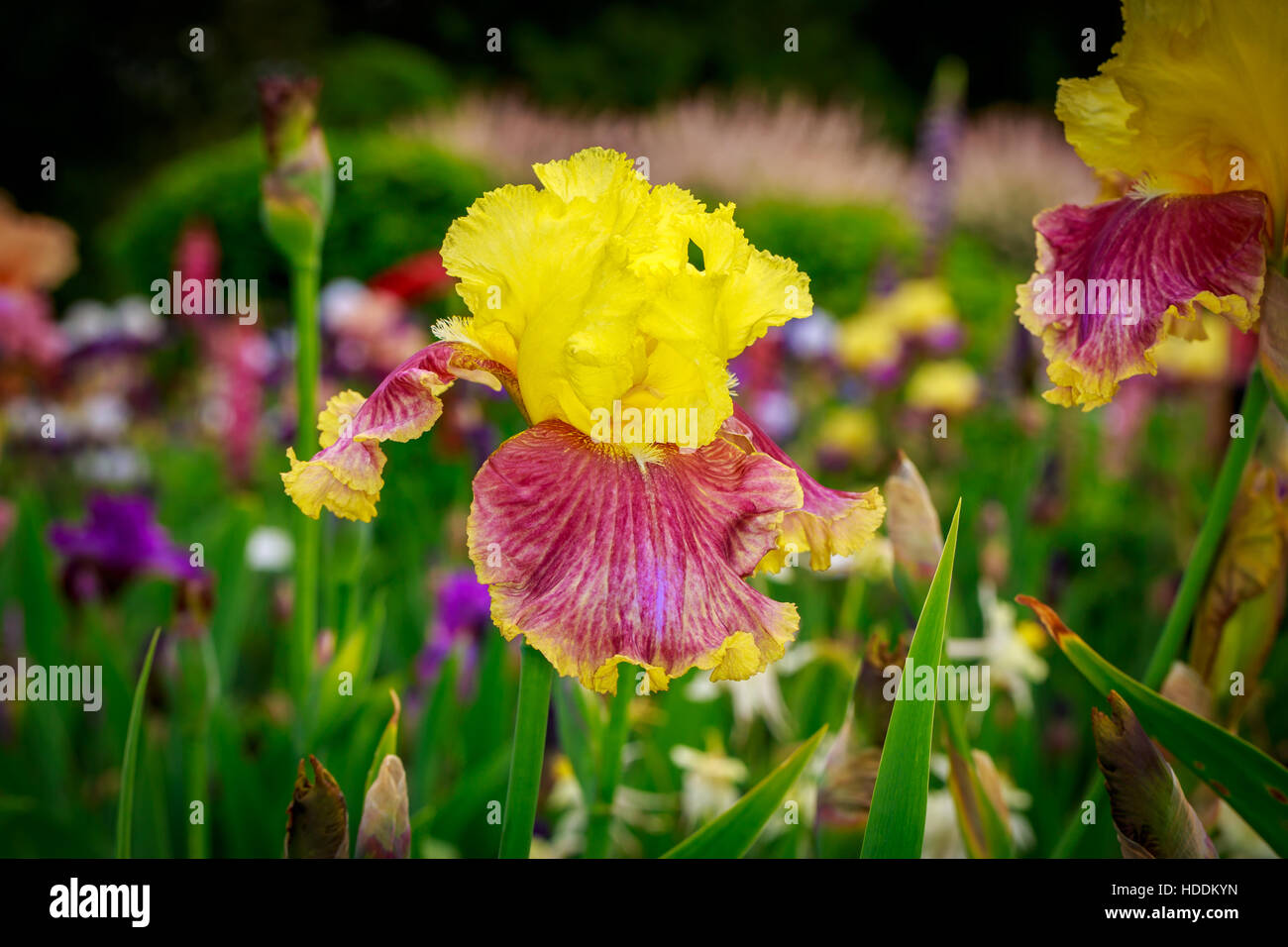 Belle iris fleur qui s'épanouit dans le jardin. Banque D'Images