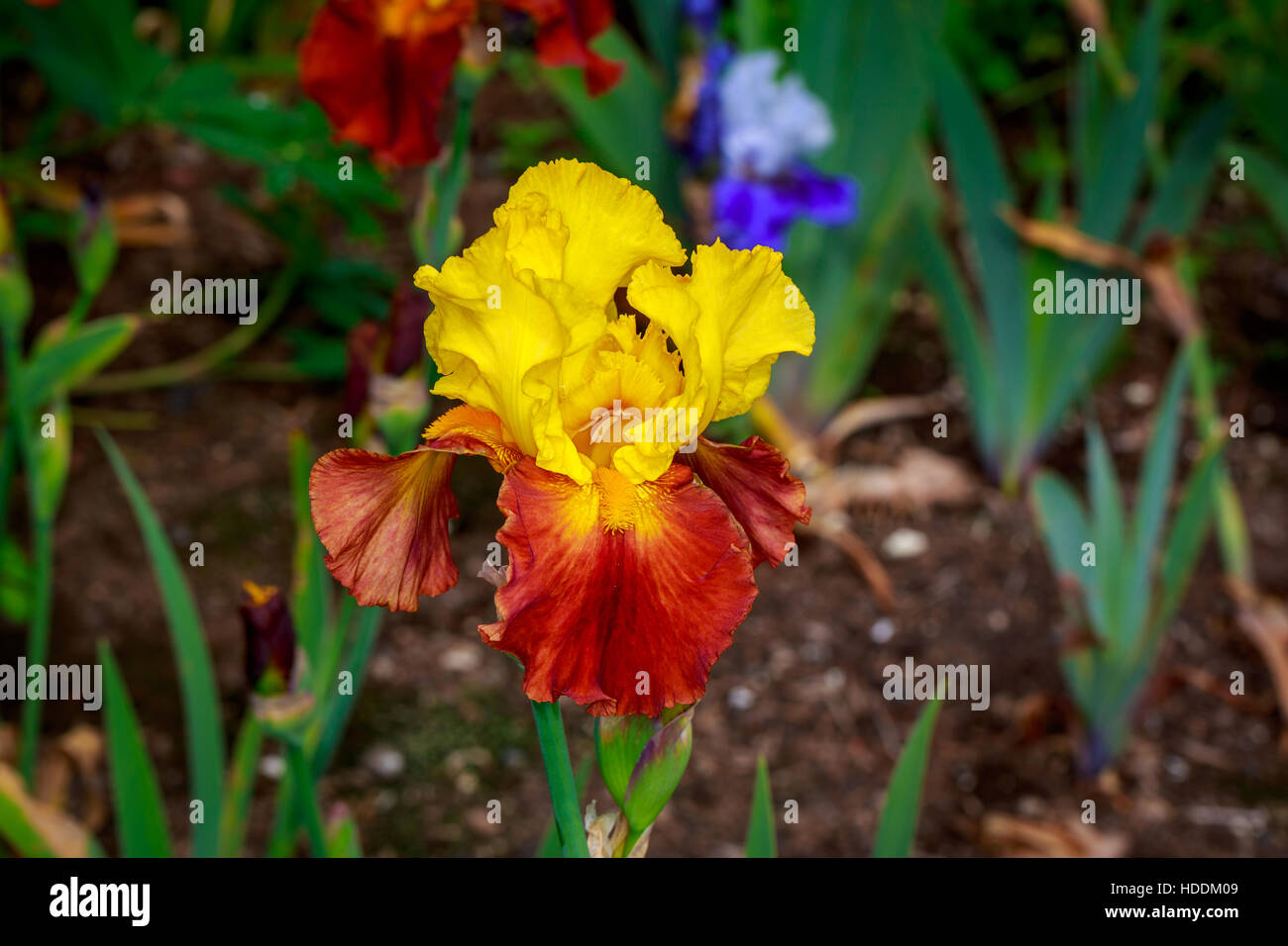 Belle iris fleur qui s'épanouit dans le jardin. Banque D'Images