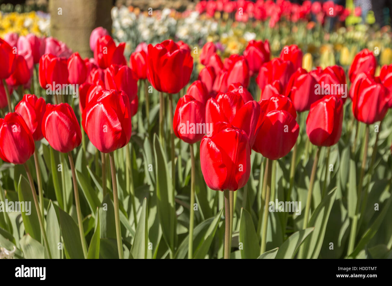 Tulipes rouges en Hollande Banque D'Images