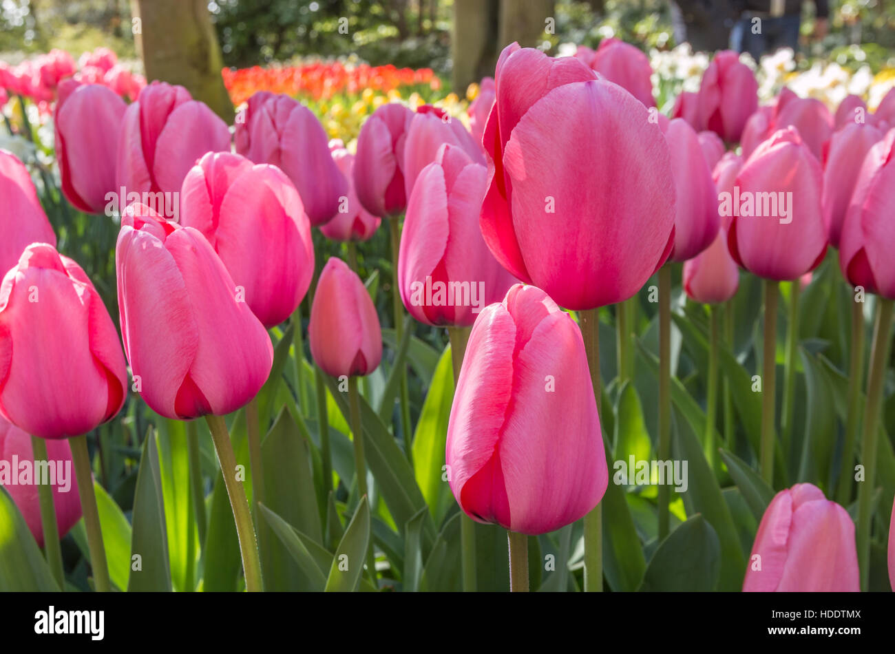Les tulipes en Hollande Banque D'Images
