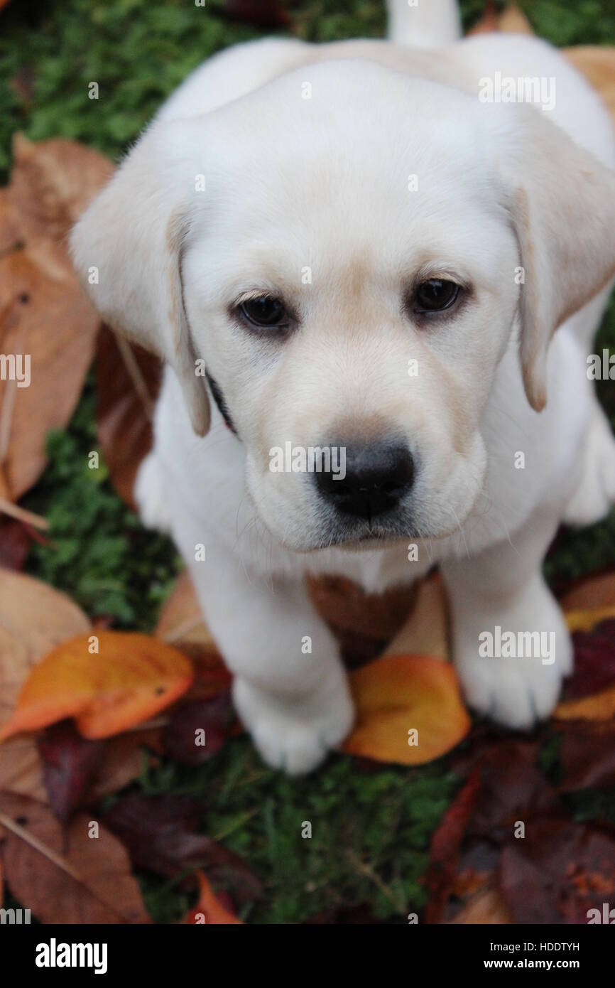 Yellow Lab Puppy sitting dans les feuilles d'automne Banque D'Images