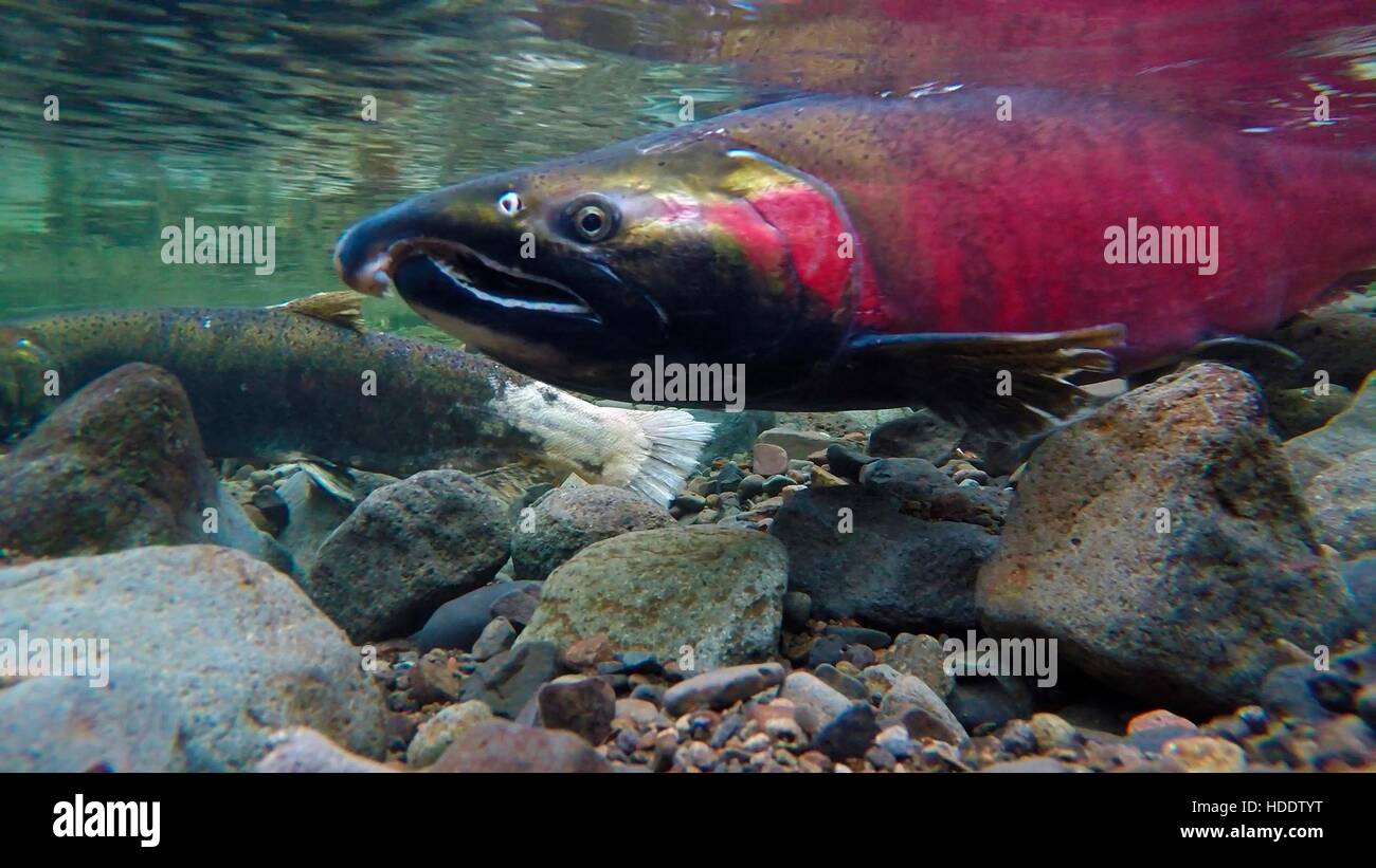 Un roi Saumon quinnat nage sous eau pendant la saison de fraie dans la rivière Salmon Novembre 2014 dans le nord-ouest de l'Oregon. Banque D'Images