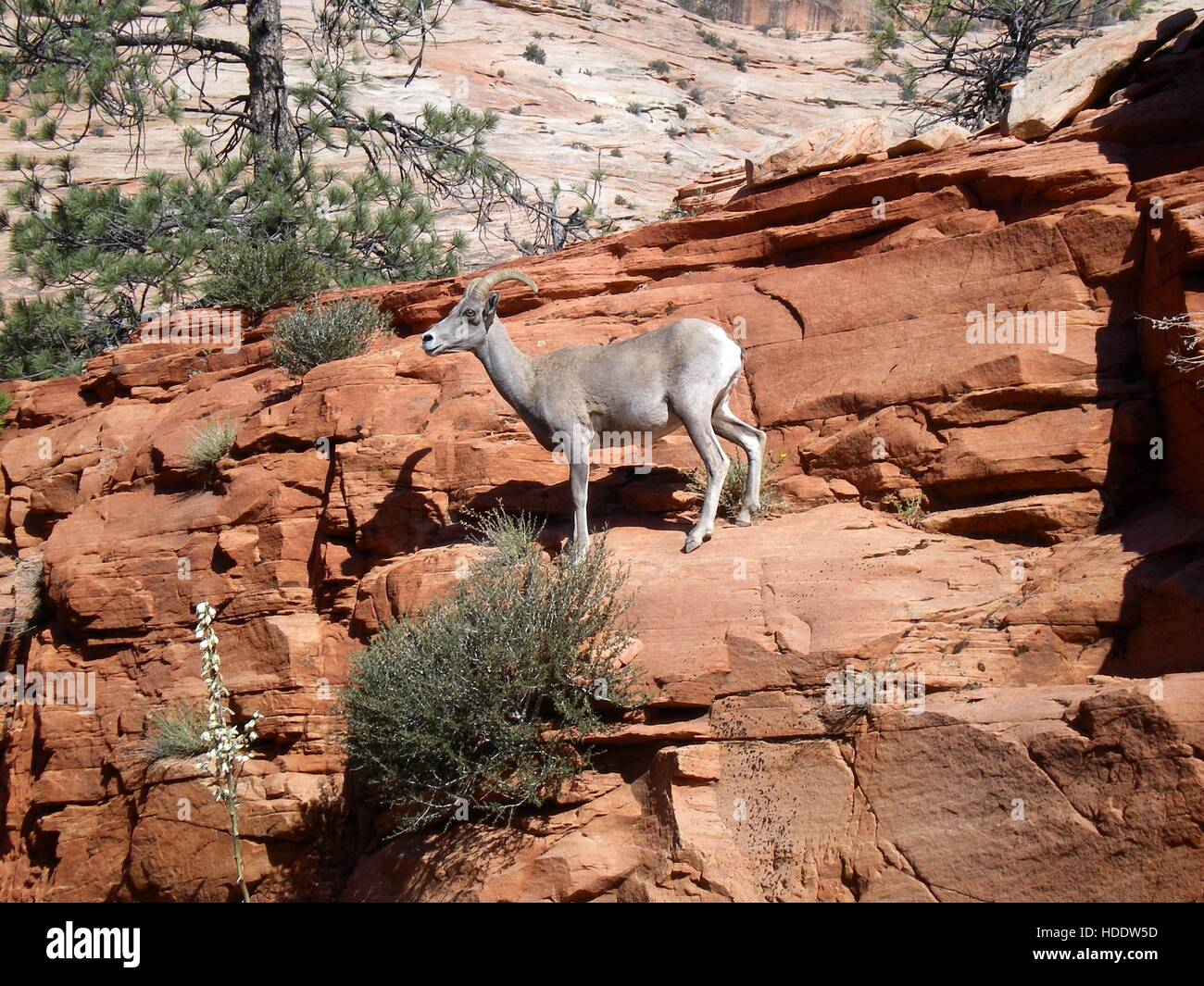 Un désert mouflons monte jusqu'à la formations de roche Zion National Park le 29 mai 2008 dans l'Utah. Banque D'Images