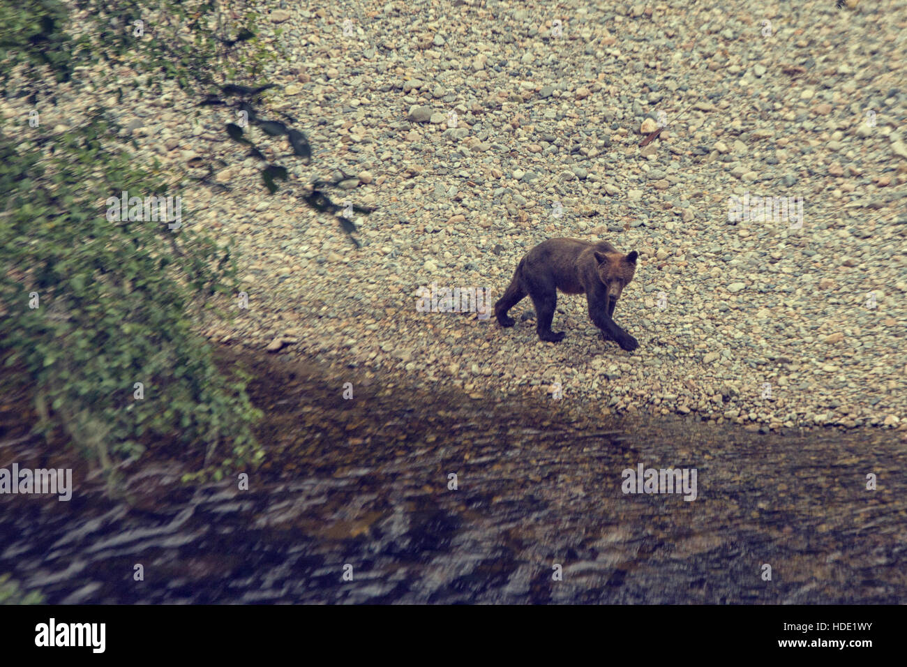 L'ours grizzli sauvage balade le long de la rivière Banque D'Images