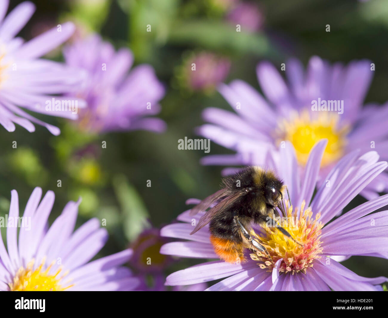 Début de bourdon (Bombus pratorum) sur les fleurs de l'aster Banque D'Images
