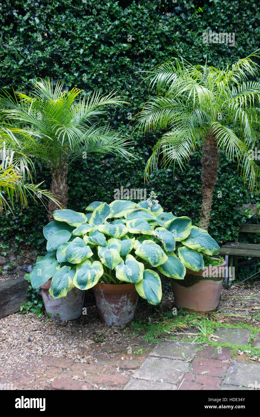 Cultivés en pot Pygmy date palms, Phoenix roebelenii, entouré de grandes feuilles des hostas dans un jardin exotique UK Banque D'Images