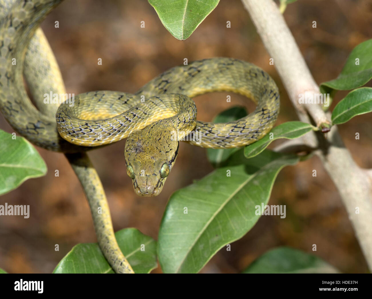 L'image de chat vert jaune serpent Boiga ( flaviviridis ) a été prise à Hampi, Karnatka, Inde Banque D'Images