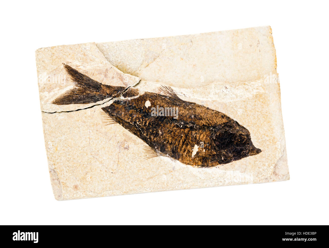 Poisson fossile (Gosiutichthys parvus) à partir de l'Eocène Formation Green River, Wyoming Banque D'Images