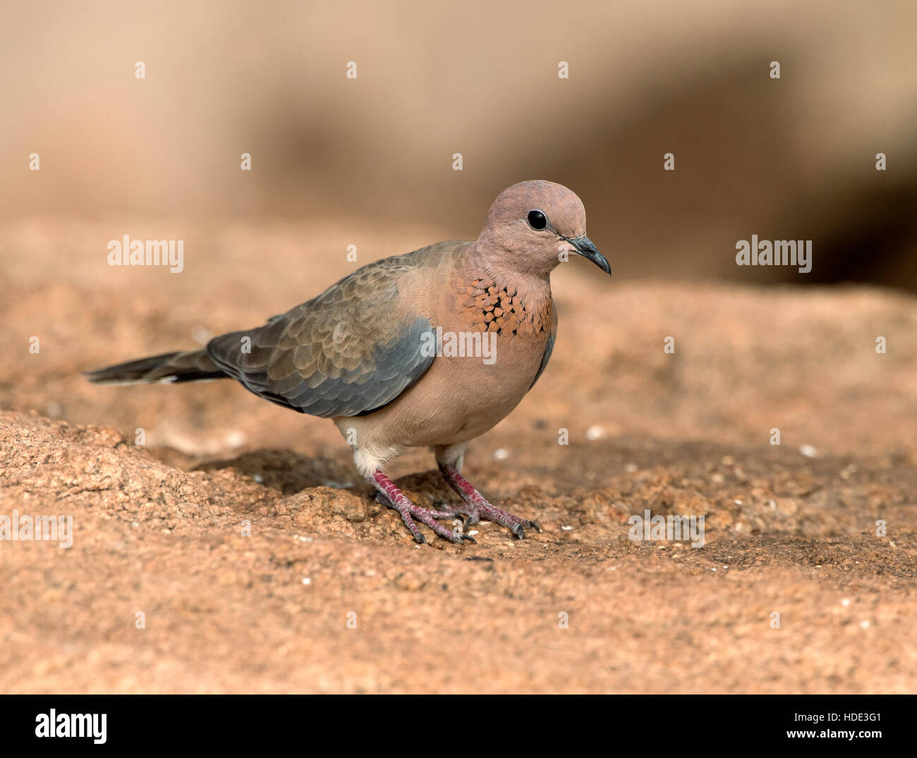 L'image du rire dove (Spilopelia senegalensis) dans Daroji Wildlife Sanctuary, Inde Banque D'Images