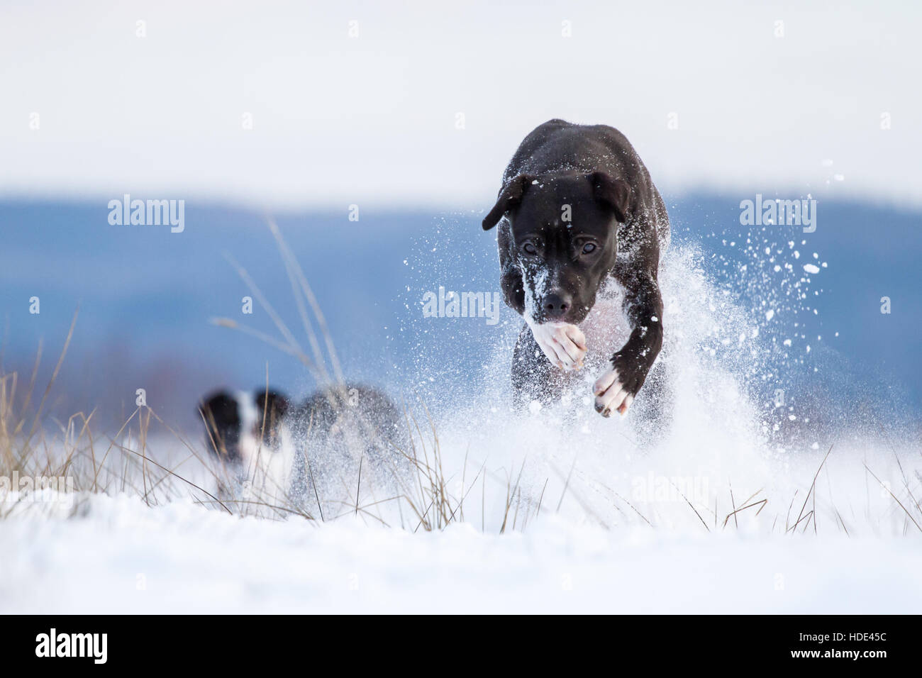 Bull-terrier américain de mine profiter de la neige Banque D'Images