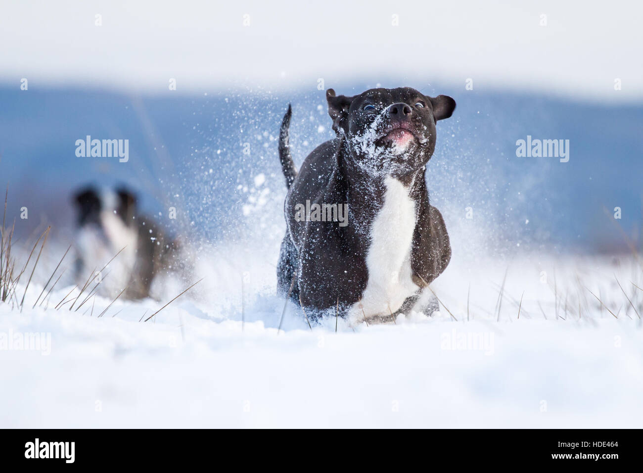 Bull-terrier américain de mine profiter de la neige Banque D'Images